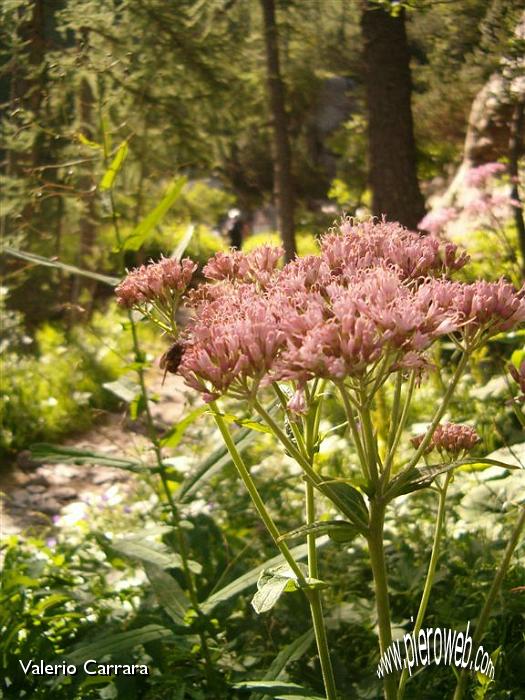 3' Fiori nelle vicinanze del lago Marcio.jpg